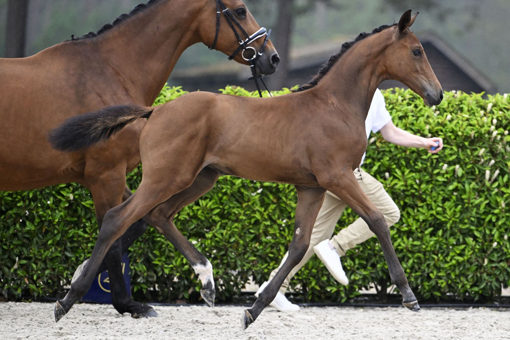 D-13 CASSIOPEIA D'EDOUARD JOLY Z - Stunning filly out of sister to 1.60